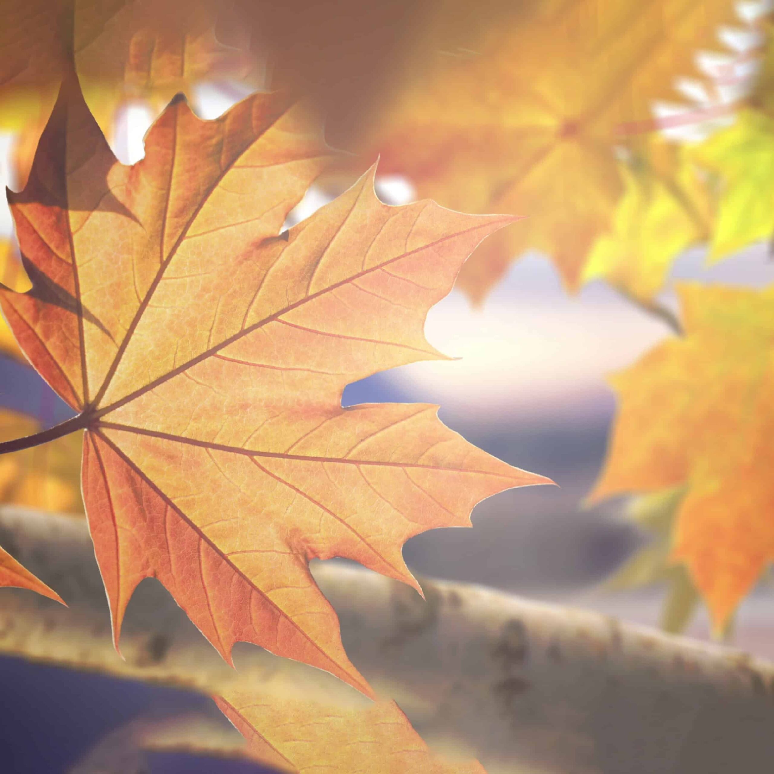 SeagramsBlenderPride_001